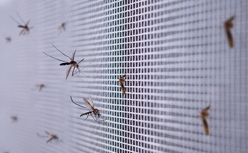 o plasă de insecte pe care stau mai multi tantari